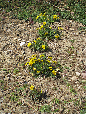 pansy mulched